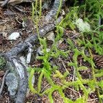 Lycopodium clavatumList