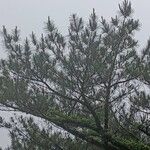 Pinus strobus ᱥᱟᱠᱟᱢ