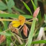 Rhynchosia minima Květ