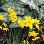 Narcissus × compressus Flower
