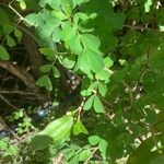 Haematoxylum campechianum Leaf