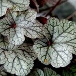 Heuchera americana 葉