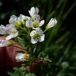 Cardamine amaraFlower