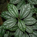 Pilea cadierei Leaf