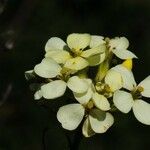 Erysimum franciscanum फूल