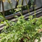 Pelargonium carnosum Tervik taim