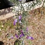 Teucrium orientale 花