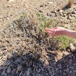 Anabasis articulata Habit