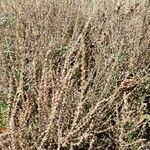 Artemisia herba-alba عادت داشتن