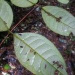 Vismia ramuliflora Blatt