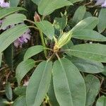 Rhododendron catawbiense Leaf