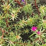 Portulaca grandiflora Blatt