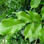 Leea guineensis पत्ता