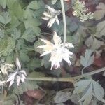 Fumaria capreolata 花