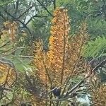 Grevillea robusta Цветок