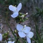 Libertia chilensis Blomst