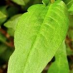 Persicaria hydropiper Hoja