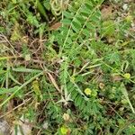 Astragalus hamosus Blatt
