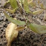 Hymenocardia ripicola Leaf