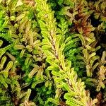 Athyrium niponicum Blad