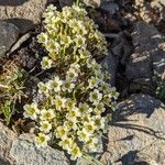 Saxifraga muscoides Bloem