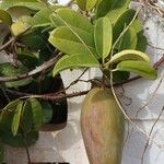 Stephanotis floribunda Плід