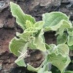 Ruellia bignoniiflora Leaf