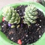 Sedum greggii Hoja