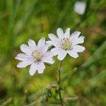 Geranium pyrenaicum Kukka