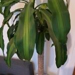 Dracaena fragransElinympäristö