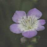 Phacelia distans Flower