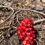 Sarcodes sanguinea Flower