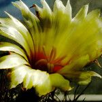 Astrophytum capricorne 花