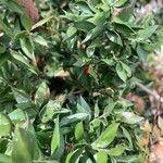 Ruscus aculeatus Liść