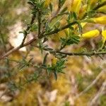 Genista pilosa Листок