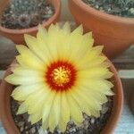 Astrophytum capricorne Leht