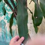 Dracaena arborea Hoja
