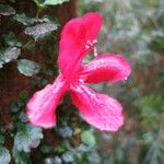 Asteranthera ovata Fleur