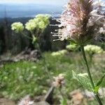 Agastache urticifolia Hábito