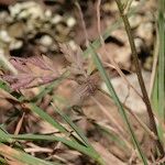 Torilis africana Hoja