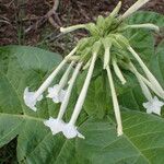 Nicotiana sylvestris Blomst