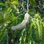 Tamarindus indica Fruit