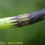 Equisetum × litorale Corteza