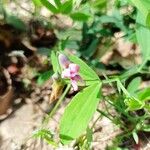 Lathyrus linifolius Flor