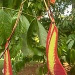 Amherstia nobilis Прочее