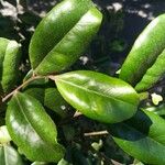 Diospyros impolita 葉