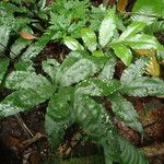 Bolbitis auriculata Alkat (teljes növény)
