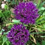 Allium nigrum Συνήθη χαρακτηριστικά