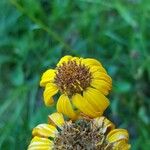 Arnica montana Blüte