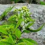 Ageratina aromatica Virág